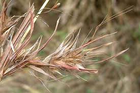 Image result for Themeda