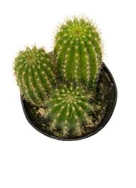 Available on the available on the. Trichocereus Grandiflorus Hybrid Torch Cactus Altman Plants