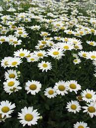 Becky Daisy Or Shasta Daisy Is A Showy Profusely Blooming Easily Cultivated Perennial Which Flowers From July T Fancy Flowers Happy Flowers Beautiful Blooms