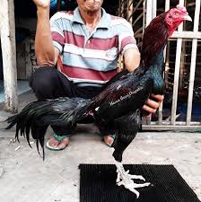 Ayam yang satu ini memang merupakan ayam laga yang hebat, dan jarang sekali mengalami kekalahan. 85 Gambar Ayam Ninja Gambar Pixabay