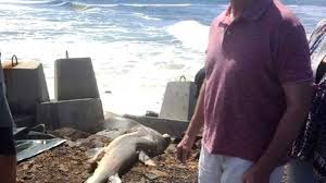 Shark removed from rock wall at Ballina