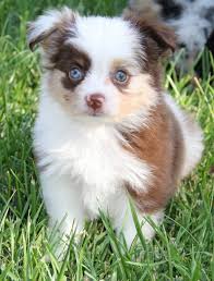 Black And White Australian Shepherd Puppy For Sale Toy Mini Australian Shepherd Pups For Sale Co Tug Yurhart Australian Shepherd Australian Shepherd Breeders Australian Shepherd Puppies