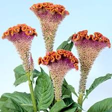 Pin On Celosia Cockscomb