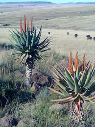 Image result for Aloe luapulana