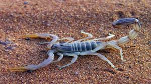 dunyanin en zehirli hayvanlari wallpapers rooteto hayvan resim hayvanlar