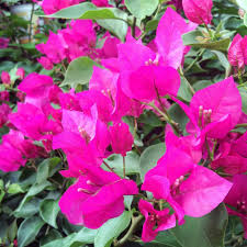 We did not find results for: Flora Negara Inggris Cara Golden