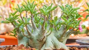 Maybe you would like to learn more about one of these? Desert Rose Bonsai Care Complete Breakdown