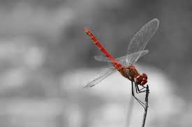 Black And Blue Dragonfly Red Dragonfly Black And White Black And White