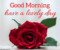 Good morning dearie, best friend, you are so beautiful and lovely. Top 134 Good Morning Wishes With Rose Best Hd Images
