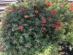 Image result for Portulaca foliosa