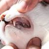 Welcome to healthy mouth | window to your pet's overall health | dog | cat | equine. 1