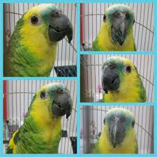 bugun cok guzel bir mavi alinli amazon papagani ile tanistik amazon amazonpapagani amazonparrot amozonaaestiva kus kustedavi parrot animals bird