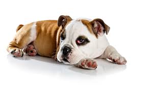 Cherry eye in bulldogs, especially french bulldog cherry eye and english bulldog cherry eye tends to occur in younger dogs up to two years of age. Treatment Options For Your Dog S Cherry Eye