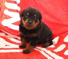 Tammy Female Akc Rottweiler Pupy For Sale At Shipshewana Indiana Cute Puppies For Sale Rottweiler Puppies For Sale Cute Puppies