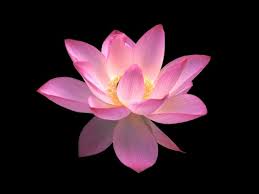 48+ free screensavers wallpaper flowers on wallpapersafari. 50 Flower Screensavers Wallpaper On Wallpapersafari