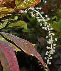 Although buzz cut lengths may vary depending on your personal preference, the cut can work for any. Codiaeum Variegatum Wikipedia