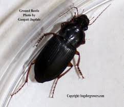 Black Beetle Like Bug In House Pin On Black Bugs For Layal Khateeb