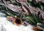 Image result for Huernia levyi