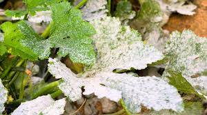 Image result for mildew on cucumbers
