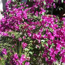 Purple is also used as contrast with bright orange and pink colors, which cool down a hot color scheme. Deep Purple Flowering Bushes Flowers Perennials Purple Flowering Bush Flowering Bushes