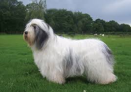 Maybe you would like to learn more about one of these? Polish Lowland Sheepdog Breeds