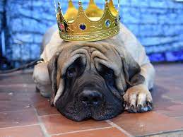 Maybe you would like to learn more about one of these? Dog Breeds That Have Never Won The Westminster Dog Show