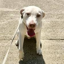 Hi, I'm Charlie! If you've gotten a chance to stop by Jake's Home Furniture  & Appliance, then you've probably met me. I've been the store mascot since  I was 5 months old.