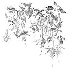 Fuchsias 1185p Flower Drawing Drawings Flower Sketches
