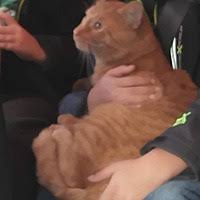 Top of page add new shelter or rescue group. Mas Rescue Inc In Baltimore Maryland