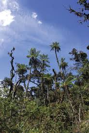 Image result for Cyathea manniana