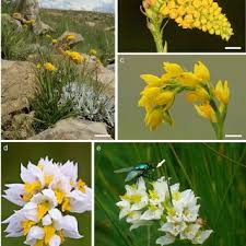 Image result for Schizochilus