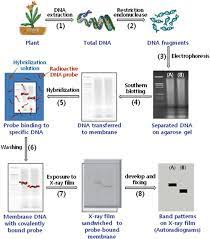 …approach, which was based on restriction fragment length polymorphism (rflp) technology, the dna was then cut at specific points along the strand with proteins known as restriction enzymes. Restriction Fragment Length Polymorphism Rflp Procedure 1 Extract Download Scientific Diagram