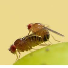 Ultrasonic pest repellers are small devices that emit an ultrasonic frequency, part of the audio spectrum humans cannot hear. Drosophila Melanogaster Fruit Flies Mating On A Fermenting Grape Berry Download Scientific Diagram