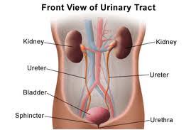 Deteriorarea functiei renale are loc treptat, de obicei de la cateva luni pana la cativa ani. Scientia Ro InsuficienÅ£a RenalÄ Pe InÅ£elesul Tuturor