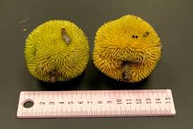 Image result for Artocarpus