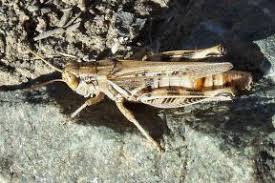 These points can be used for a variety of tasks. Bugs And Creepy Crawlies