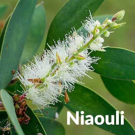 Niaouli – Essenciagua