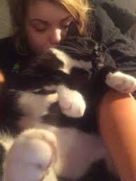 Loss of Beloved Black Cat Possum Due to Diabetes