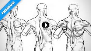 | drawing reference poses, human. Anatomy Proko Part 11