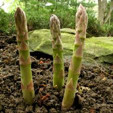 To plant, begin by digging a trench 6″ deep and 8″ wide in the soil. Asparagus Nc State Extension Publications