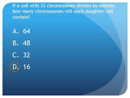 Displaying 8 worksheets for student exploration meiosis gizmo answer key. Meiosis 1 Produces How Many Daughter Cells