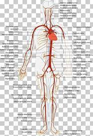 The cardiovascular system is made up of the heart and blood vessels. Blood Vessel Circulatory System Human Body Capillary Png Clipart Aorta Artery Blood Blood Vessel Blood Vessels Free Png Download