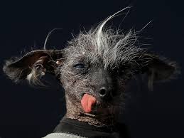While there is a winner every year, some of these dogs really stand out as uncommonly ugly. Photos From The World S Ugliest Dog Competition