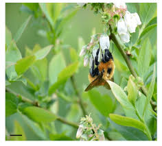 See more ideas about flowering vines, botanical prints, botanical illustration. Giant Bumblebee Bombus Dalhbomii Hymenoptera Native From Chile And Download Scientific Diagram