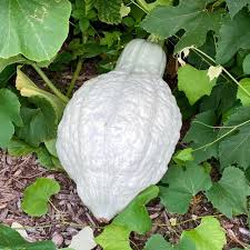 Image result for Hubbardochloa gracilis