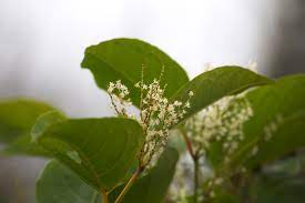 When is the best time to remove japanese knotweed? Japanese Knotweed Removal How To Identify Japanese Knotweed On Your Property And Garden