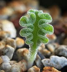 Image result for Eriospermum roseum