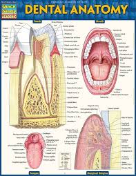 Dental Anatomy Posters And Illustrations Clinicalcharts Com