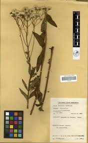 Image result for Vernonia undulata