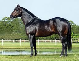 Image result for tbn:tVj6rqcH-AQR9M::www.pregonagropecuario.com.ar/images/caballo_overo.jpg